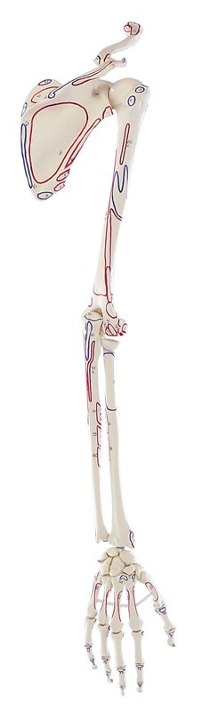 Armskelett mit Schultergürtel, mit Muskelmarkierungen